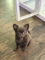 Julius , a male Chihuahua for sale in Norwich, CT – 1 of 6