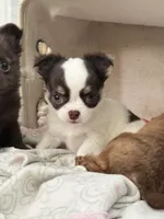 Latarra, a female Chihuahua for sale in Norwich, CT – 3 of 6