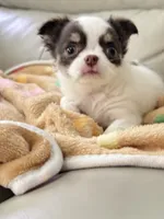 Latarra, a female Chihuahua for sale in Norwich, CT – 1 of 6
