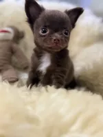 Felix, a male Chihuahua for sale in Norwich, CT – 2 of 5
