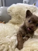 Nicoel, a female Chihuahua for sale in Norwich, CT – 5 of 7