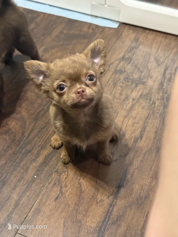 Nicole – Chihuahua puppy for sale in Norwich, CT