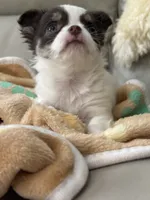 Latarra, a female Chihuahua for sale in Norwich, CT – 6 of 6