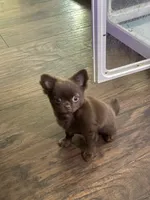 Julius , a male Chihuahua for sale in Norwich, CT – 6 of 6