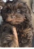 Coco, a female Poodle - Miniature  for sale in Tampa, FL – 2 of 2