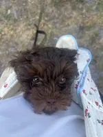 Coco, a female Poodle - Miniature  for sale in Tampa, FL – 1 of 2