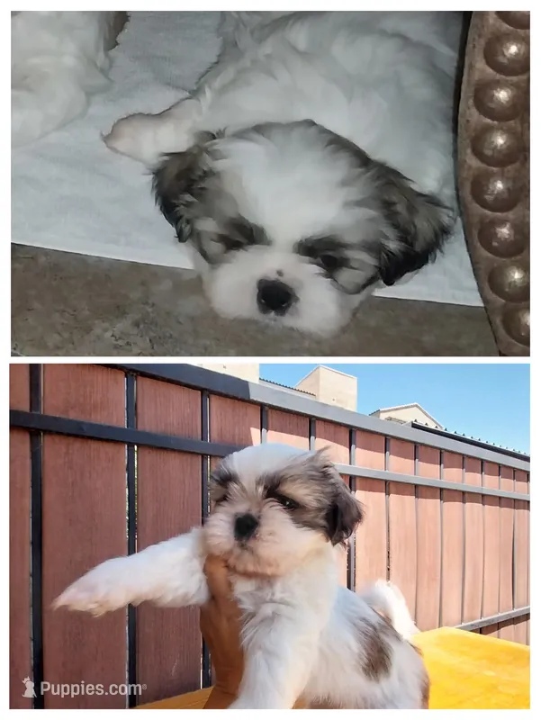 Mikey – Shih Tzu puppy for sale in Phoenix, AZ