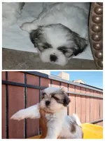 Mikey, a male Shih Tzu for sale in Phoenix, AZ – 1 of 6