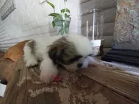 Mikey, a male Shih Tzu for sale in Phoenix, AZ – 5 of 6