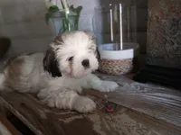 Gary, a male Shih Tzu for sale in Phoenix, AZ – 3 of 8