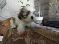 Mikey, a male Shih Tzu for sale in Phoenix, AZ – 4 of 6