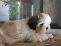 Gary, a male Shih Tzu for sale in Phoenix, AZ – 5 of 8
