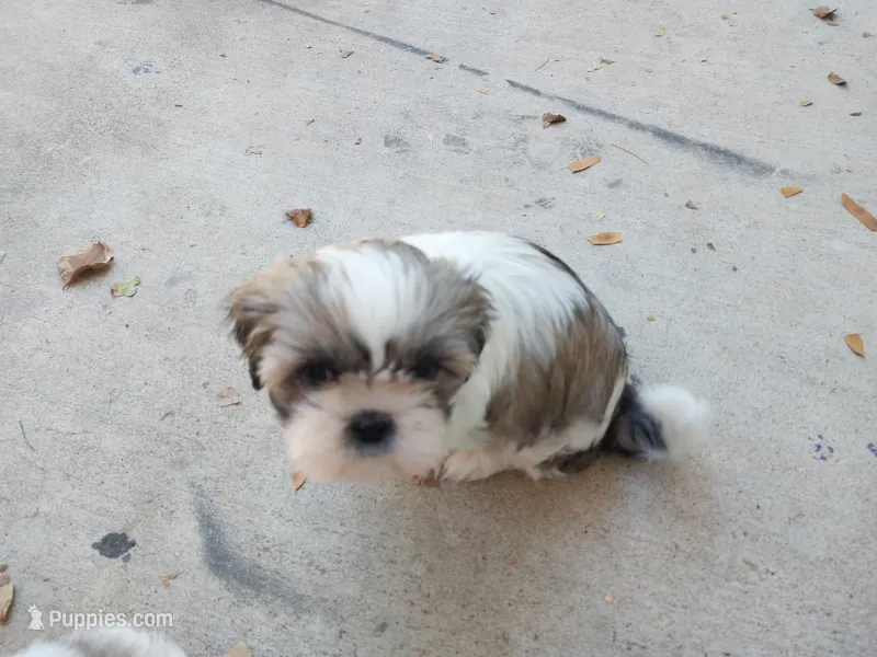 JoJo – Shih Tzu puppy for sale in Phoenix, AZ