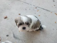 JoJo, a female Shih Tzu for sale in Phoenix, AZ – 1 of 6