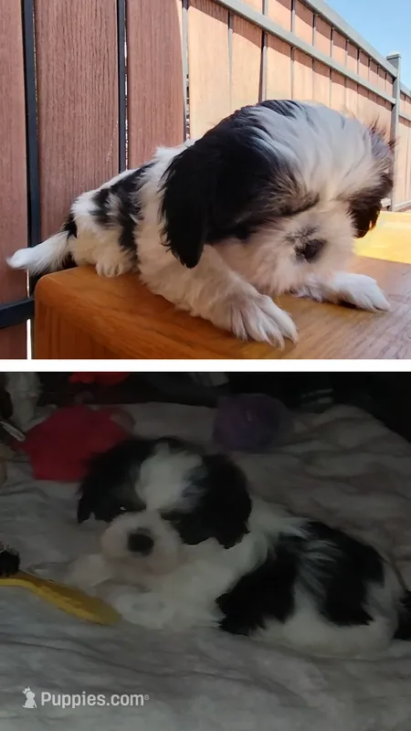 Lou – Shih Tzu puppy for sale in Phoenix, AZ