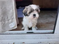 JoJo, a female Shih Tzu for sale in Phoenix, AZ – 6 of 6