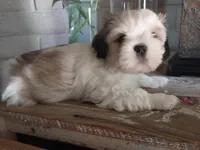 Gary, a male Shih Tzu for sale in Phoenix, AZ – 7 of 8