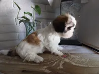 Monica, a female Shih Tzu for sale in Phoenix, AZ – 2 of 5