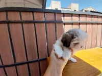 Gary, a male Shih Tzu for sale in Phoenix, AZ – 1 of 8