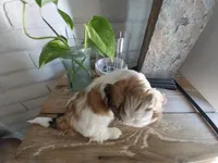 Monica, a female Shih Tzu for sale in Phoenix, AZ – 4 of 5