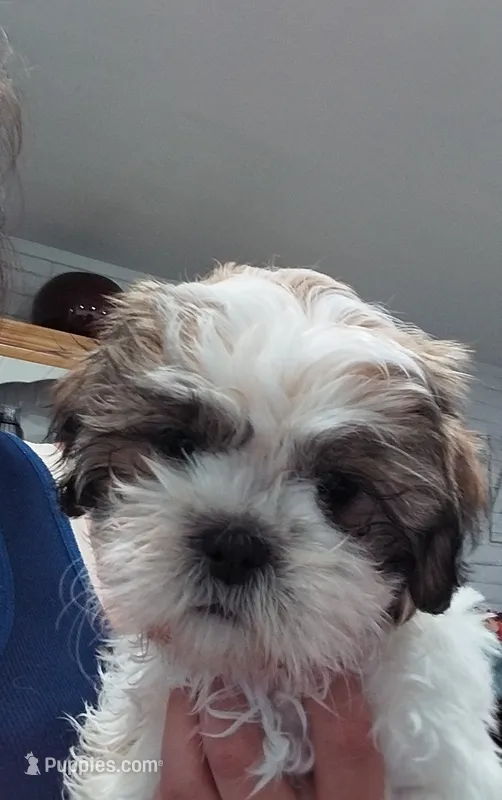 Monica – Shih Tzu puppy for sale in Phoenix, AZ
