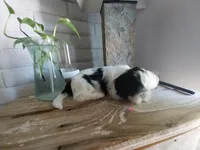 Lou, a male Shih Tzu for sale in Phoenix, AZ – 4 of 6