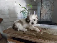 Mikey, a male Shih Tzu for sale in Phoenix, AZ – 2 of 6