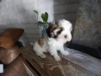 Monica, a female Shih Tzu for sale in Phoenix, AZ – 5 of 5