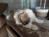 Gary, a male Shih Tzu for sale in Phoenix, AZ – 6 of 8