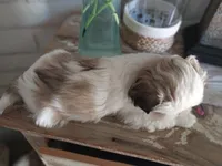 Gary, a male Shih Tzu for sale in Phoenix, AZ – 4 of 8