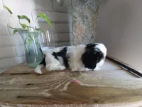 Lou, a male Shih Tzu for sale in Phoenix, AZ – 6 of 6