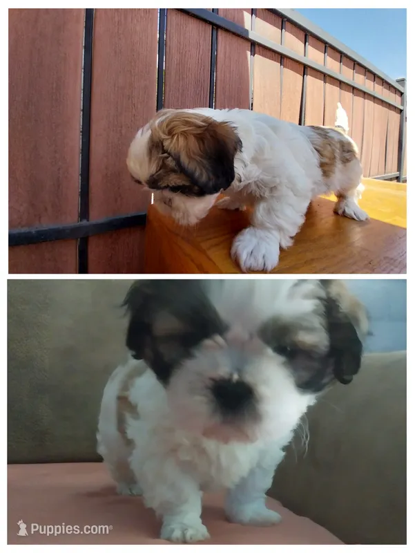 Monica – Shih Tzu puppy for sale in Phoenix, AZ