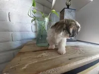 JoJo, a female Shih Tzu for sale in Phoenix, AZ – 5 of 6