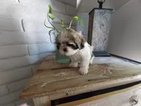 JoJo, a female Shih Tzu for sale in Phoenix, AZ – 2 of 6