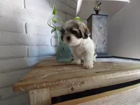 JoJo, a female Shih Tzu for sale in Phoenix, AZ – 4 of 6