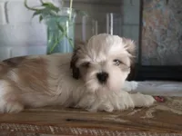 Gary, a male Shih Tzu for sale in Phoenix, AZ – 8 of 8