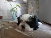 Lou, a male Shih Tzu for sale in Phoenix, AZ – 5 of 6