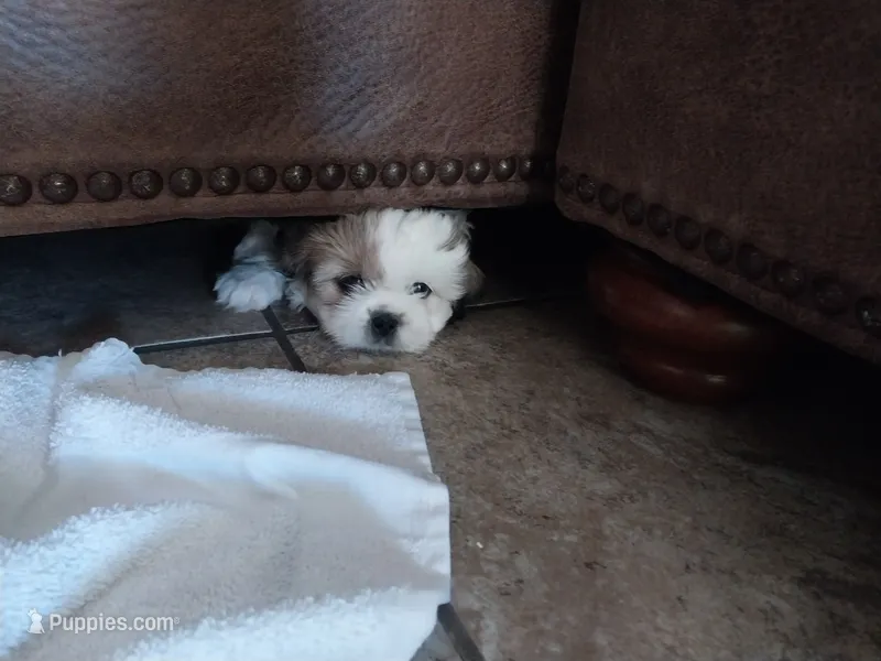 Jessica – Shih Tzu puppy for sale in Phoenix, AZ