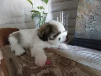 Mikey, a male Shih Tzu for sale in Phoenix, AZ – 6 of 6