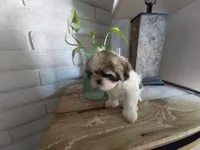 JoJo, a female Shih Tzu for sale in Phoenix, AZ – 3 of 6