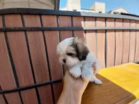 Gary, a male Shih Tzu for sale in Phoenix, AZ – 2 of 8
