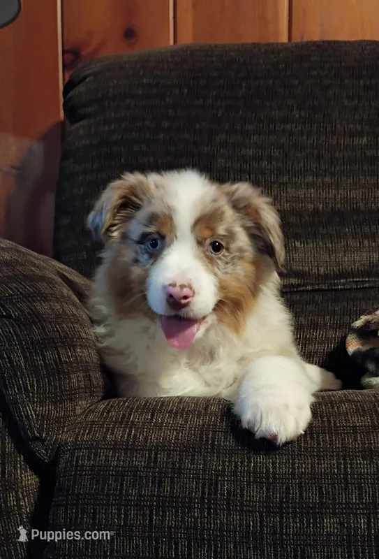 Daisy, a female Australian Shepherd for sale in Illinois, IL – Photo 1 of 6