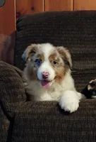 Daisy, a female Australian Shepherd for sale in Illinois, IL – Photo 1 of 6