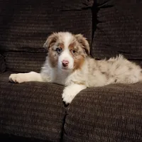 Daisy, a female Australian Shepherd for sale in Illinois, IL – Photo 3 of 6
