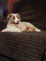 Daisy, a female Australian Shepherd for sale in Illinois, IL – Photo 4 of 6