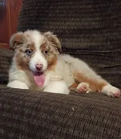 Daisy, a female Australian Shepherd for sale in Illinois, IL – Photo 2 of 6