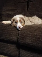 Daisy, a female Australian Shepherd for sale in Illinois, IL – Photo 5 of 6