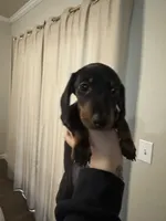 Vader, a male Dachshund for sale in Jacksonville, FL – Photo 1 of 3