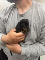 Vader, a male Dachshund for sale in Jacksonville, FL – Photo 3 of 3