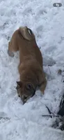 Missy, a female Shiba Inu for sale in Winterport, ME – 1 of 2